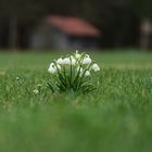 Allein auf der großen Wiese