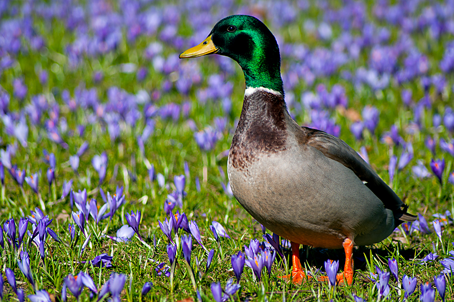 Allein auf der Krokuswiese