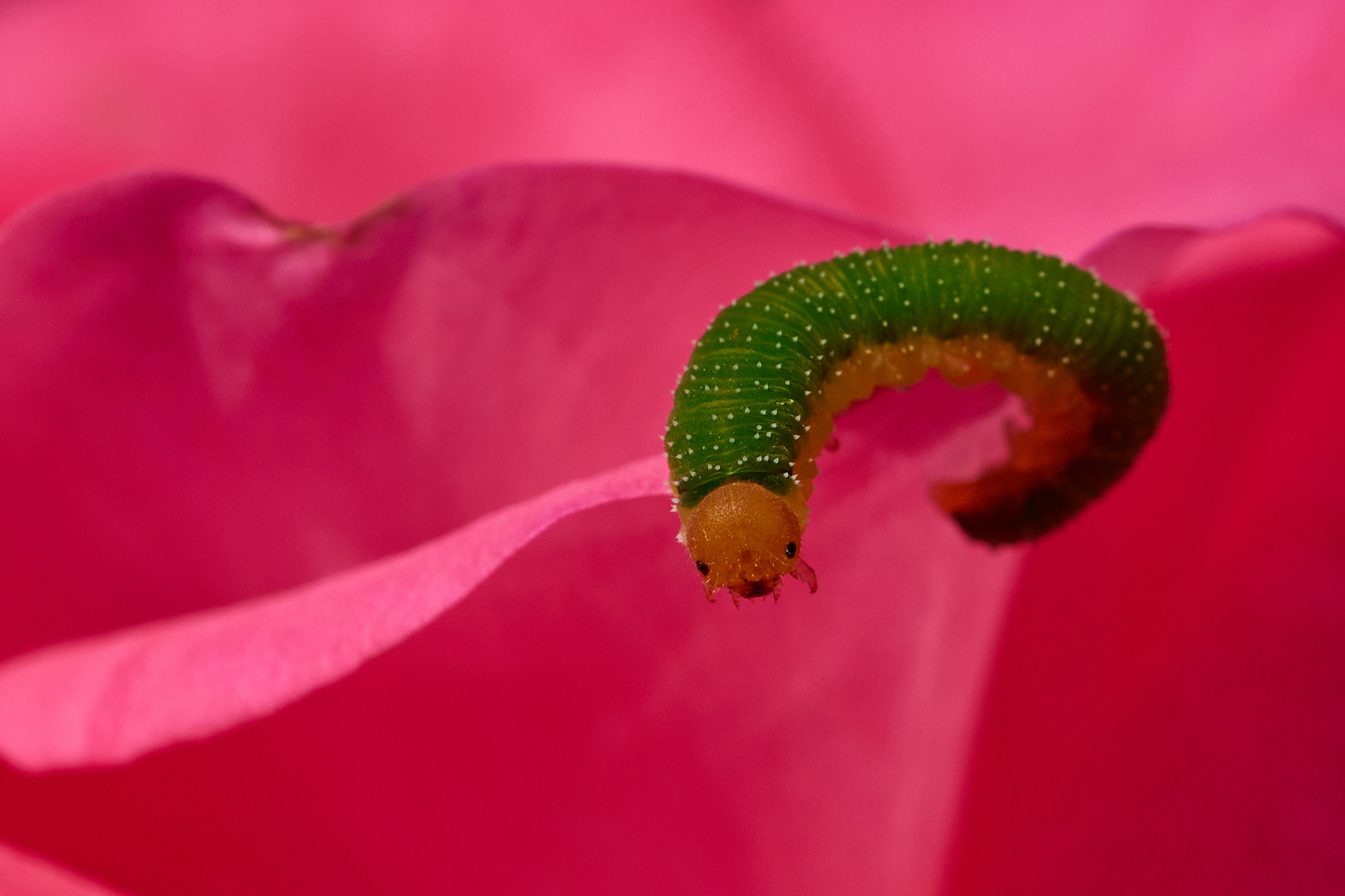 allein auf der Rosenblüte.....