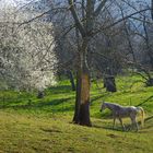 Allein auf der Weide