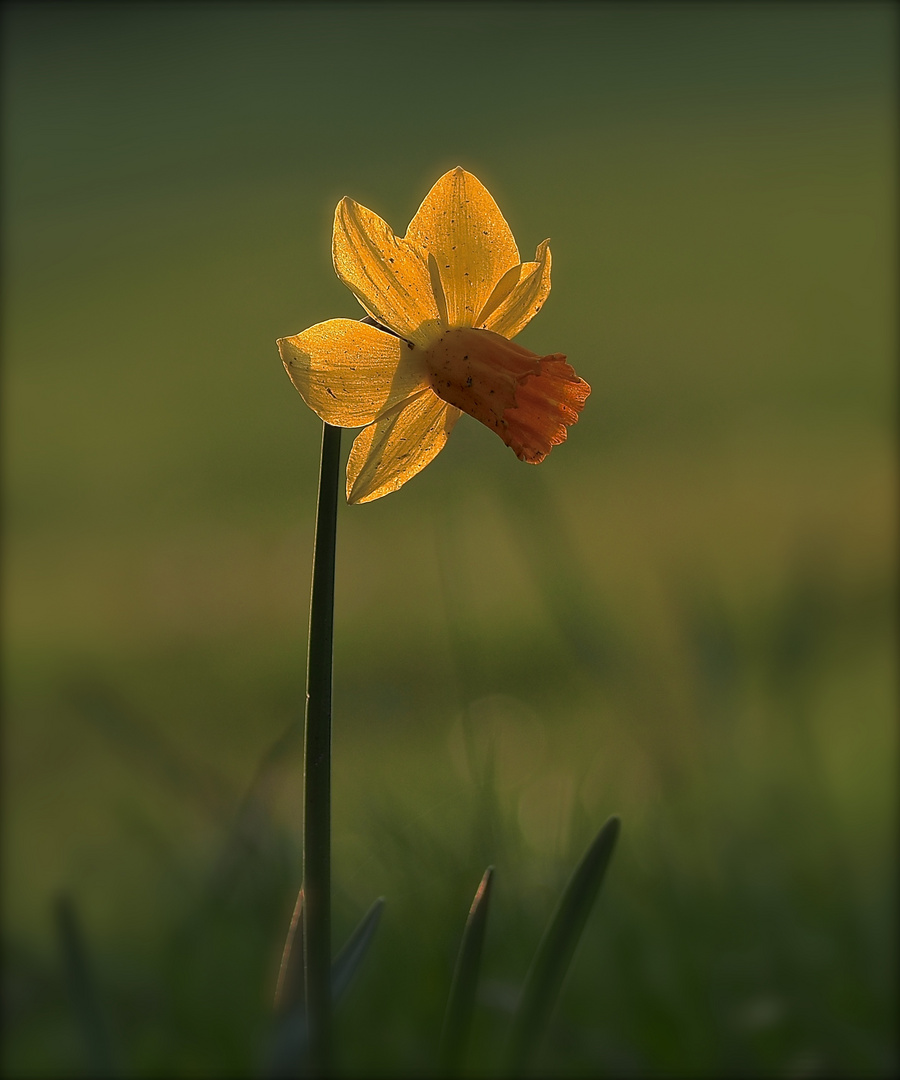 Allein auf der Wiese