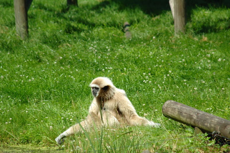 Allein auf der Wiese