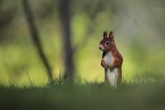 Allein  auf  weiter  Flur 