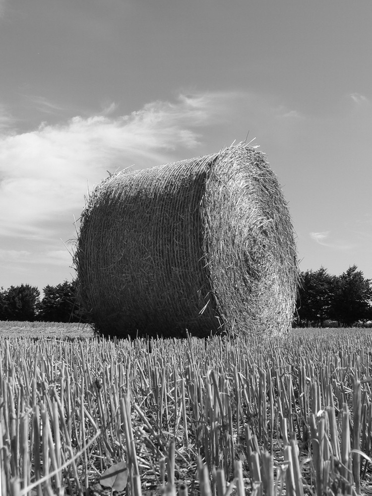 Allein auf weiter Flur..