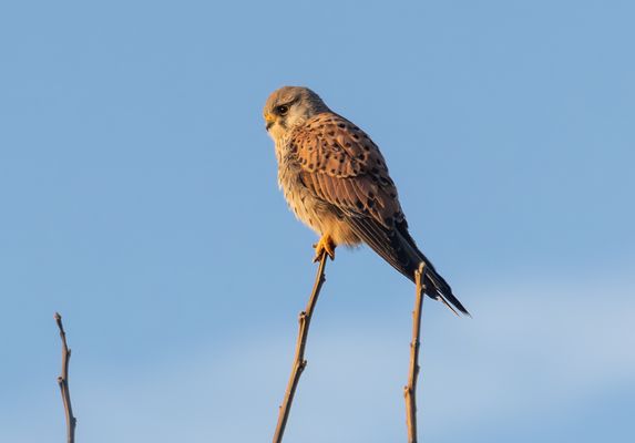 Allein auf weiter Flur