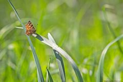 Allein auf weiter Flur 