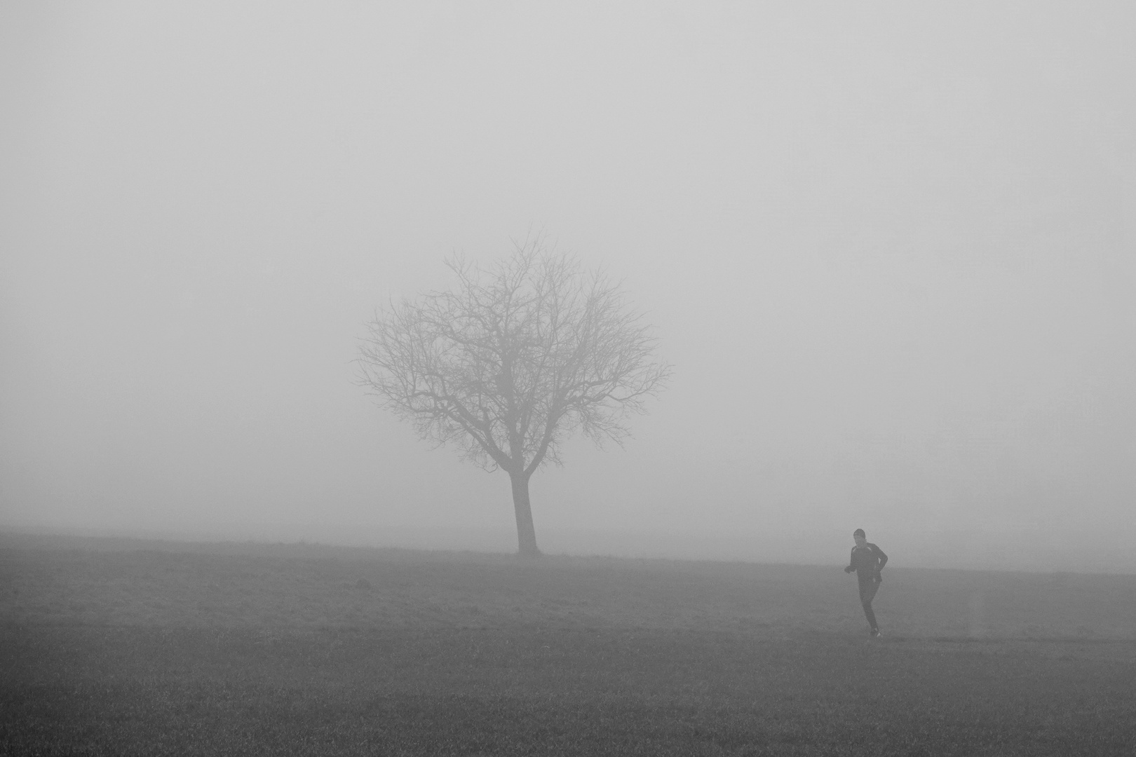 Allein auf weiter Flur...im Nebel