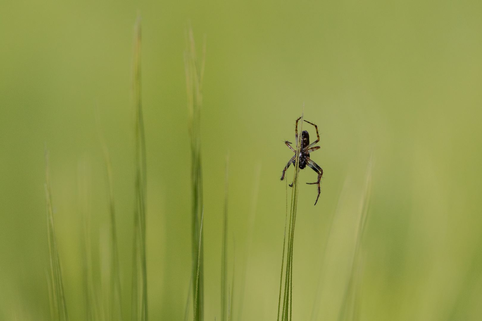 Allein Foto & Bild tiere, wildlife, spinnen Bilder auf