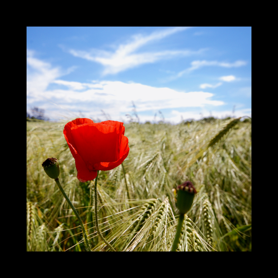 allein gegen den rest im feld