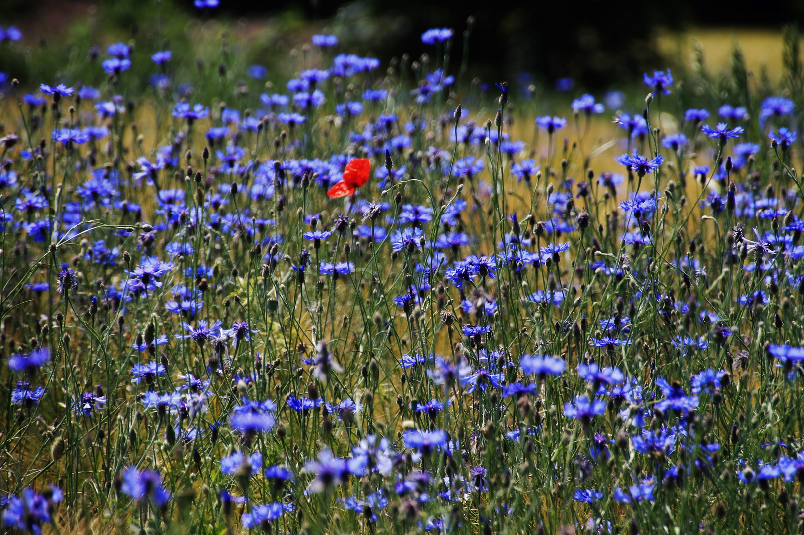 Allein im Blau