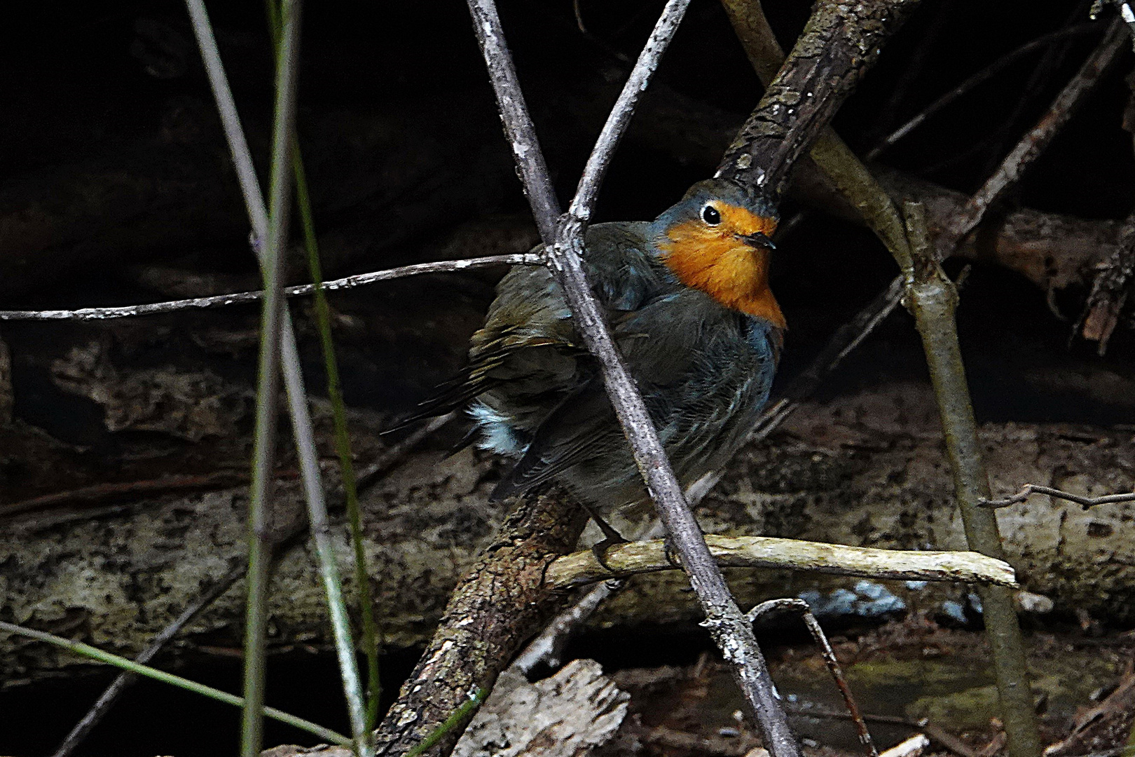 allein im dunklen Wald