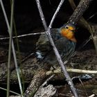 allein im dunklen Wald