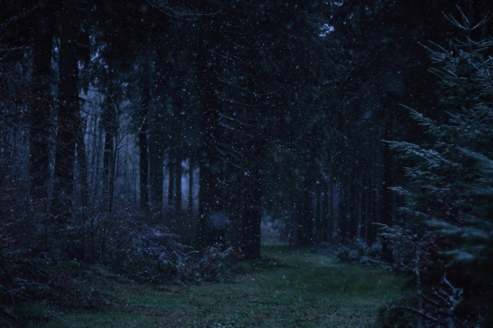 Allein im dunklen Wald