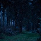 Allein im dunklen Wald