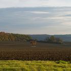 Allein im Feld