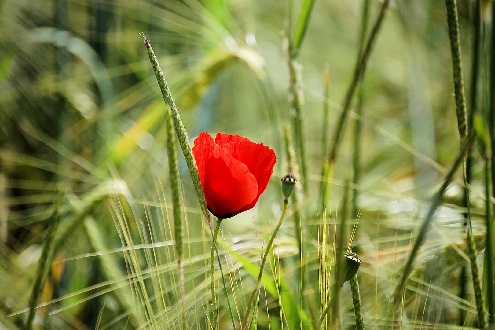 allein im Feld