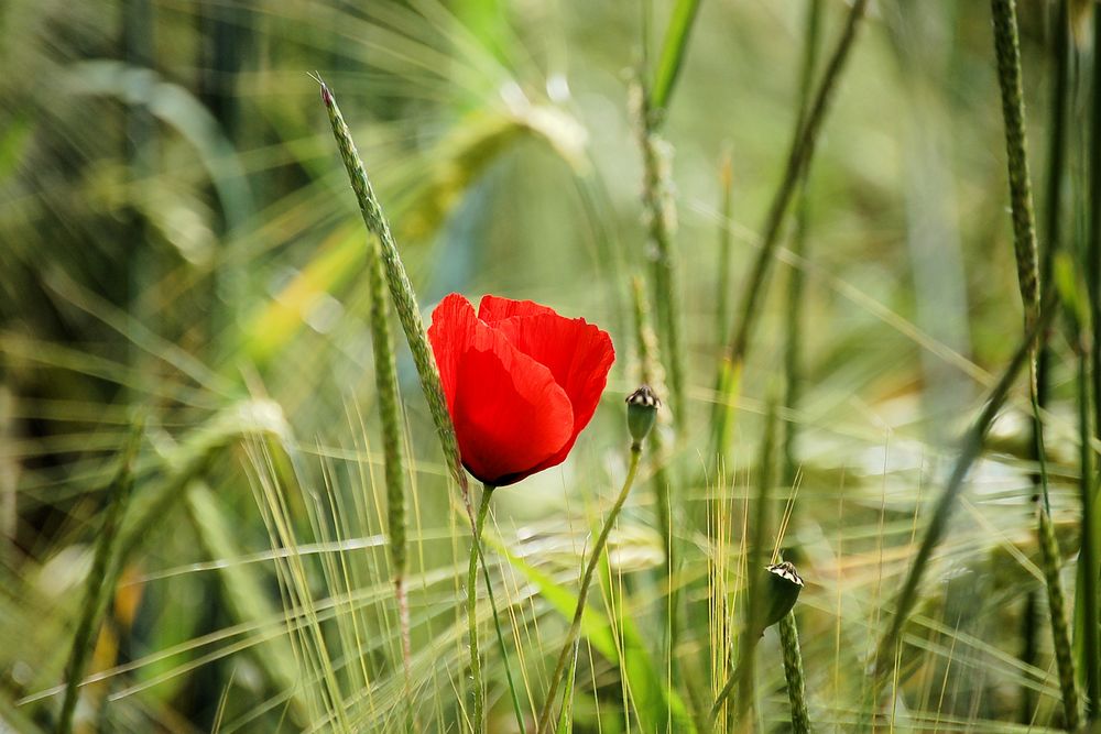 allein im Feld