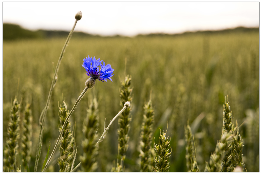 Allein im Feld