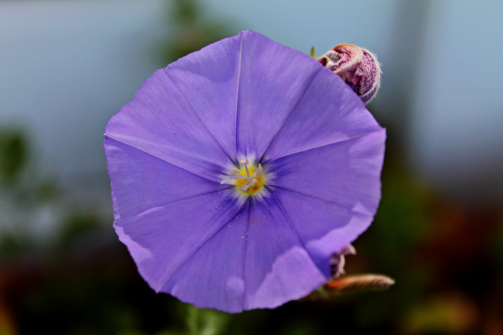 Allein im Garten