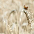 Allein im Kornfeld