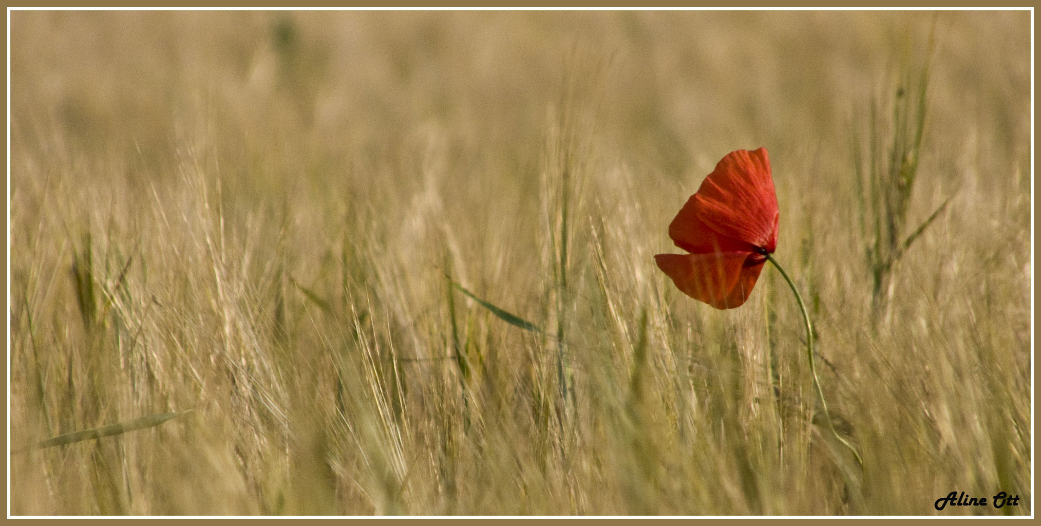 "allein im Kornfeld 2"