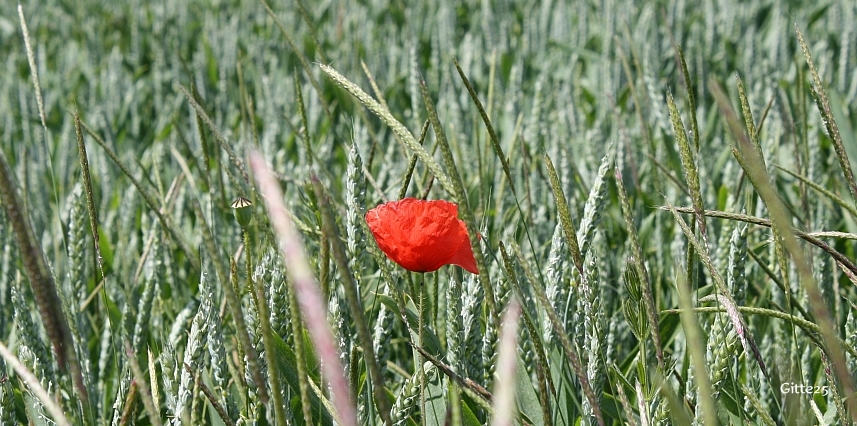 Allein im Kornfeld :-)