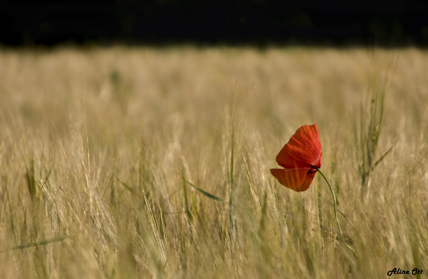 "allein im Kornfeld"