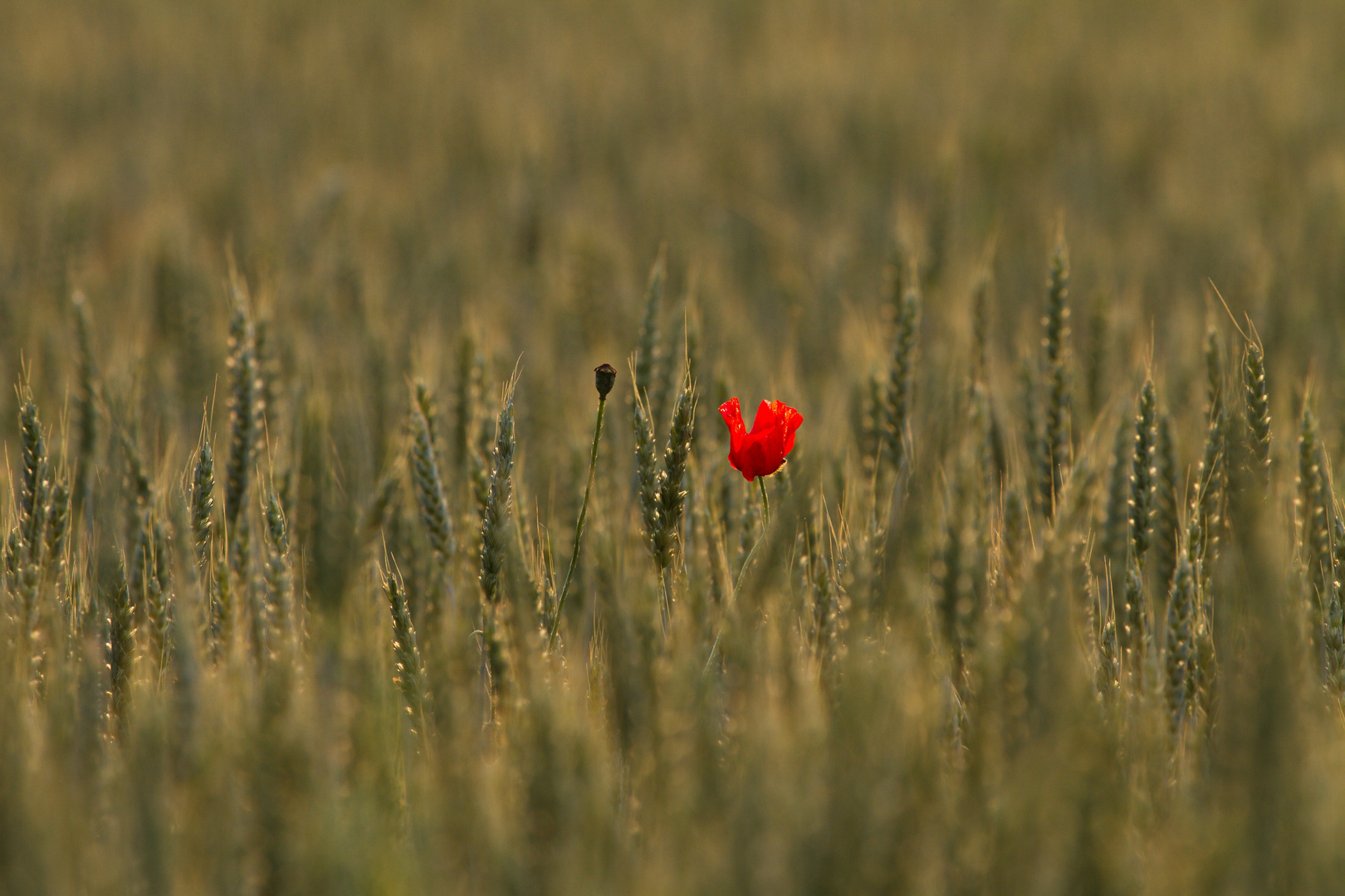 allein im Kornfeld