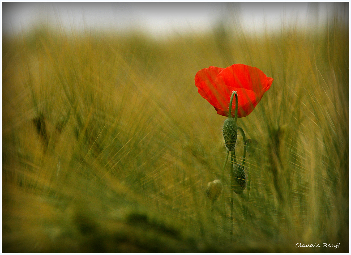 ...allein im Kornfeld