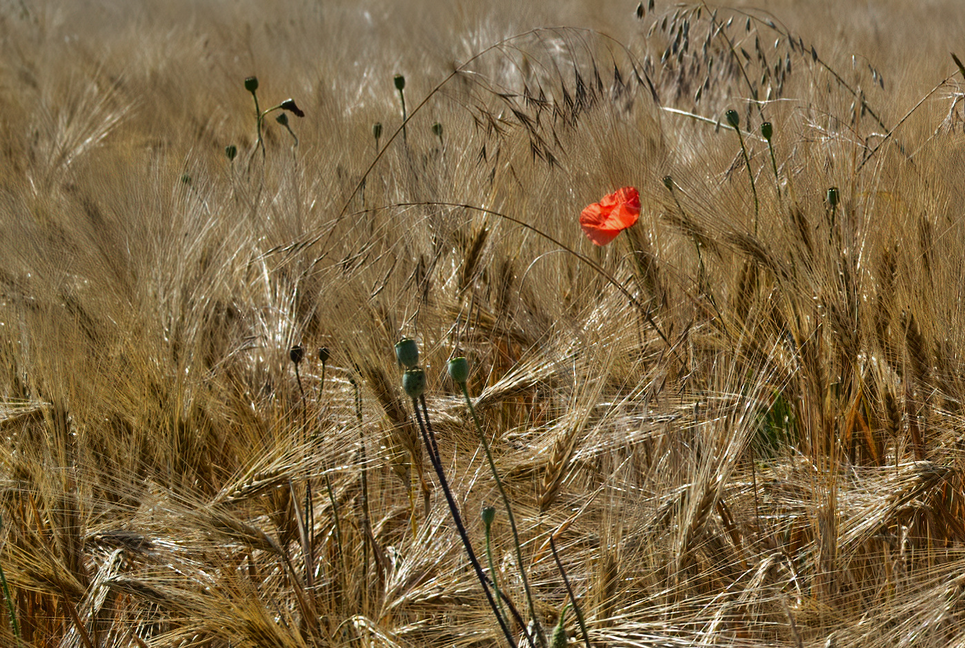 Allein im Kornfeld...