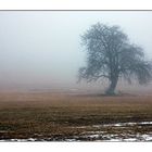 Allein im Nebel