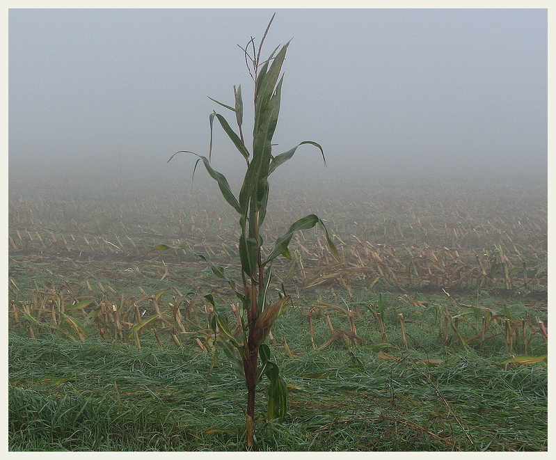 Allein im Nebel