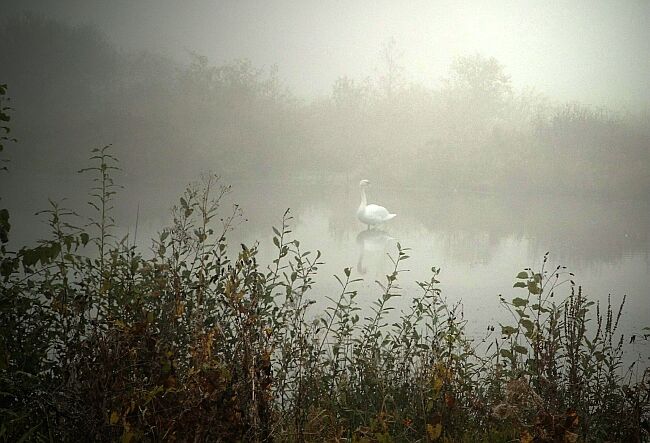 Allein im Nebel