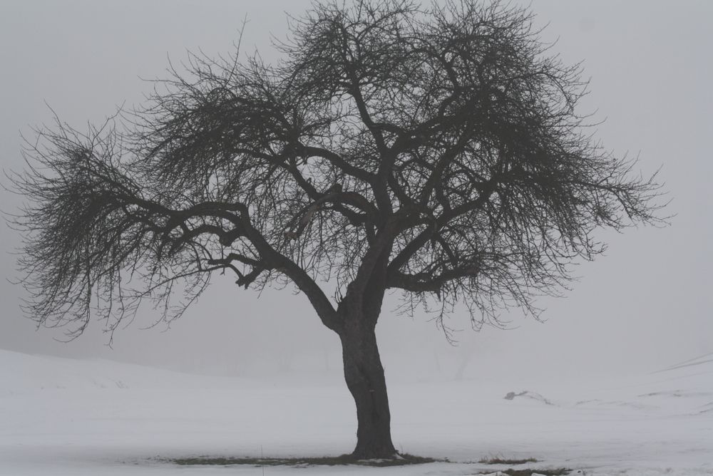 allein im Nebel