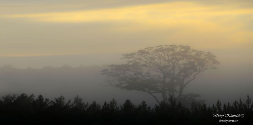 Allein im Nebel ( Solo en la Niebla )