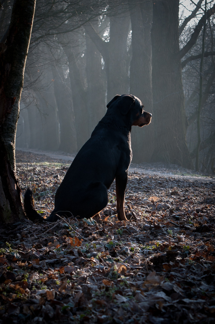 Allein im Nebelwald