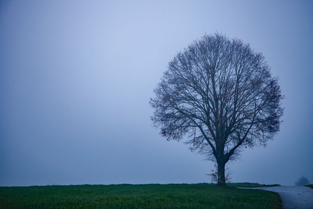 Allein im Novembernebel