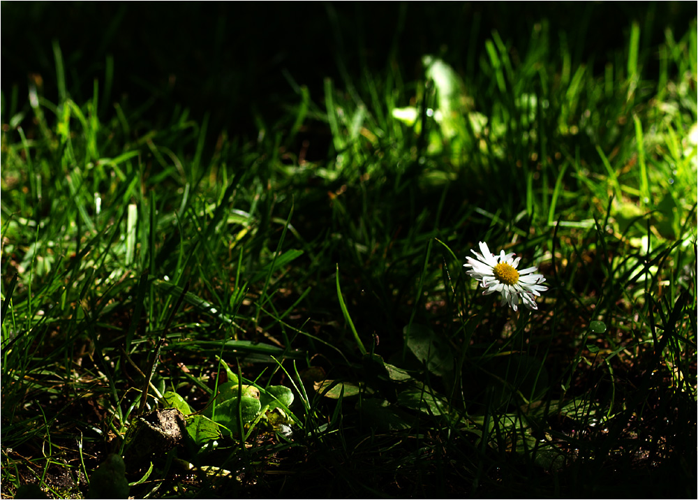 Allein im Rampenlicht