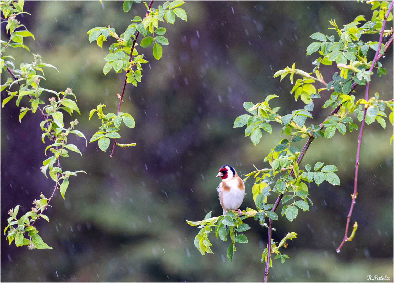 Allein im Regen