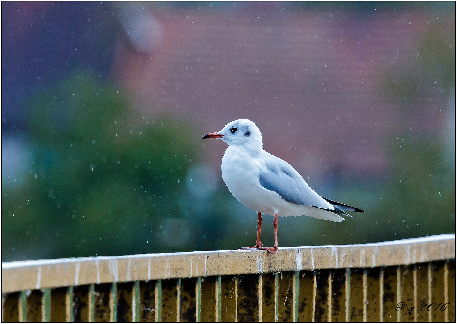 Allein im Regen