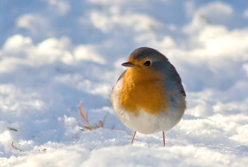 .....allein im Schnee