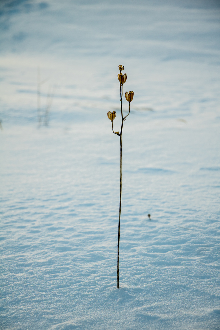 Allein im Schnee