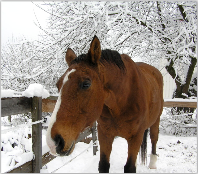 Allein im Schnee