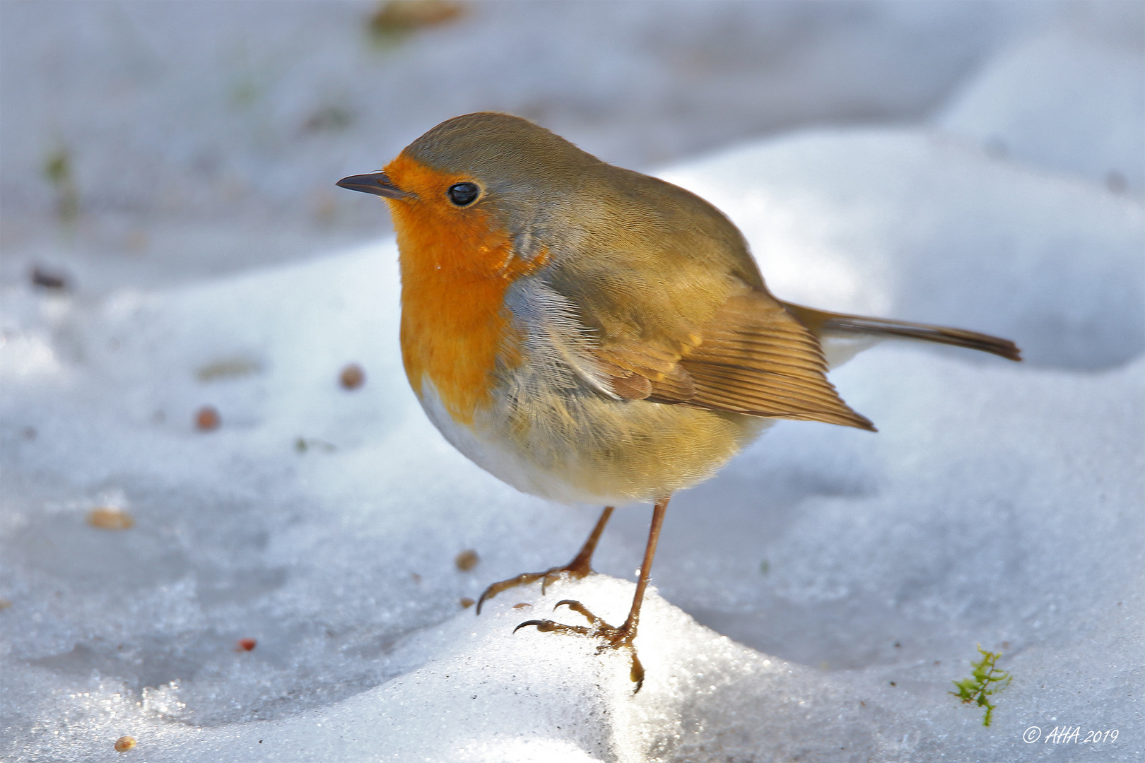 allein im Schnee