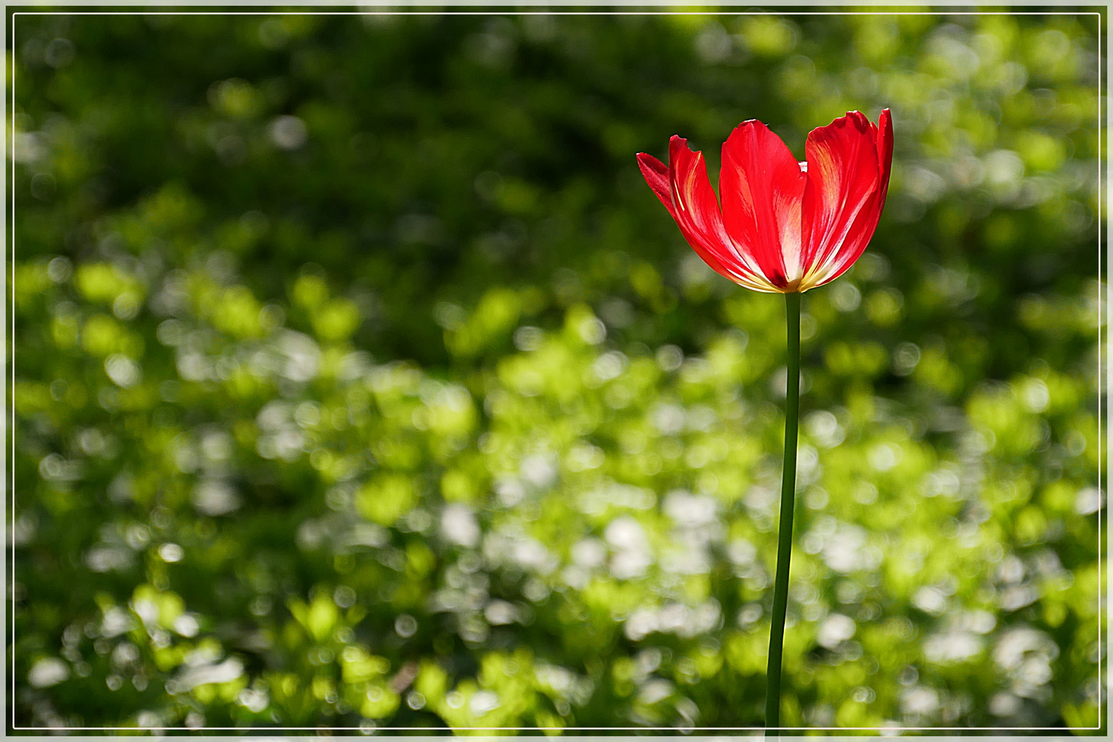 allein im Sonnenlicht