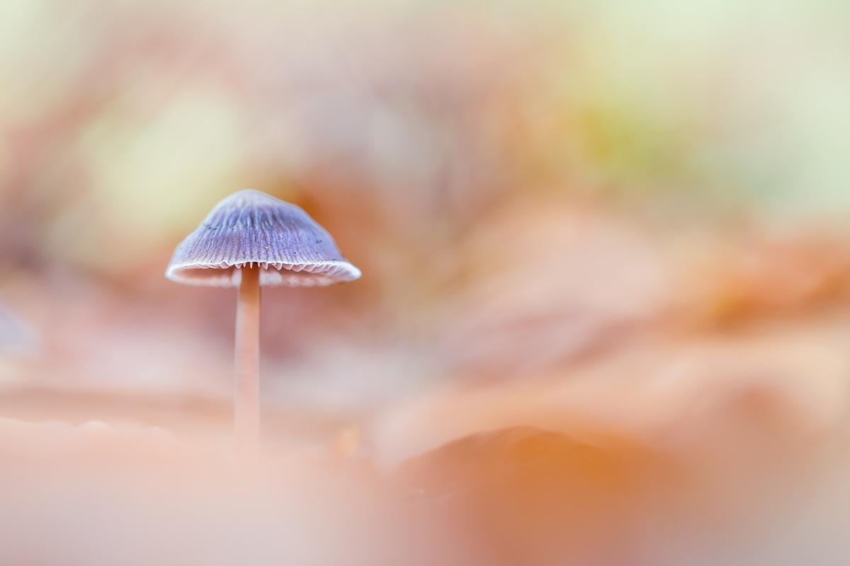 Allein im sonnigen Herbstlaub