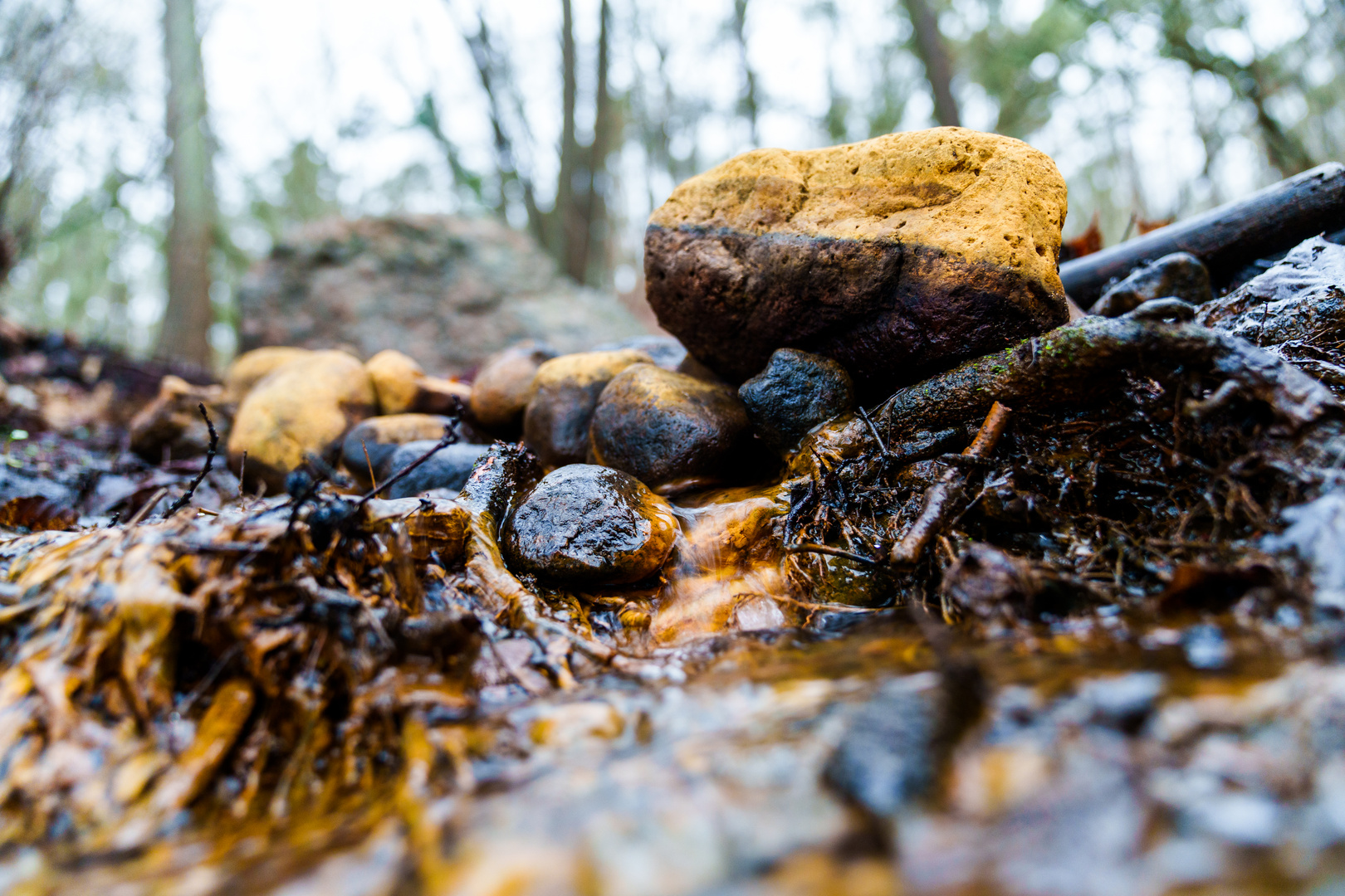 Allein im Wald 1