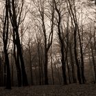 allein im Wald