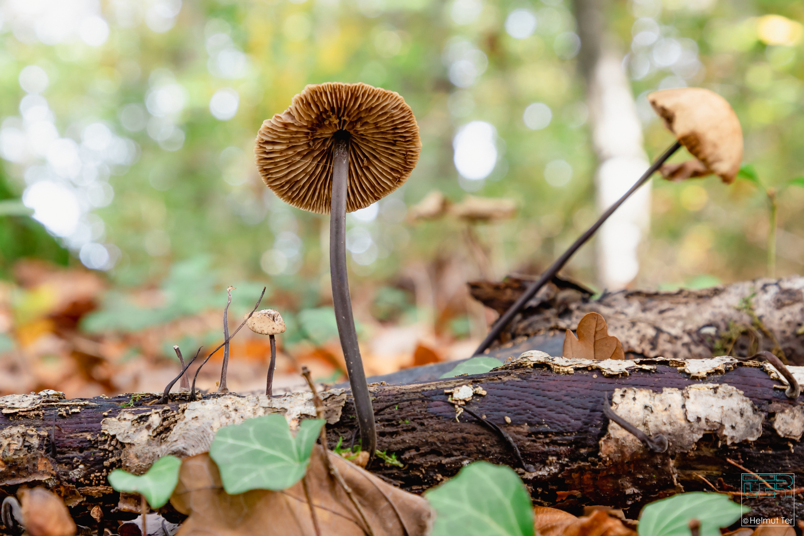 Allein im Wald Foto & Bild oktober, wald, outdoor Bilder auf