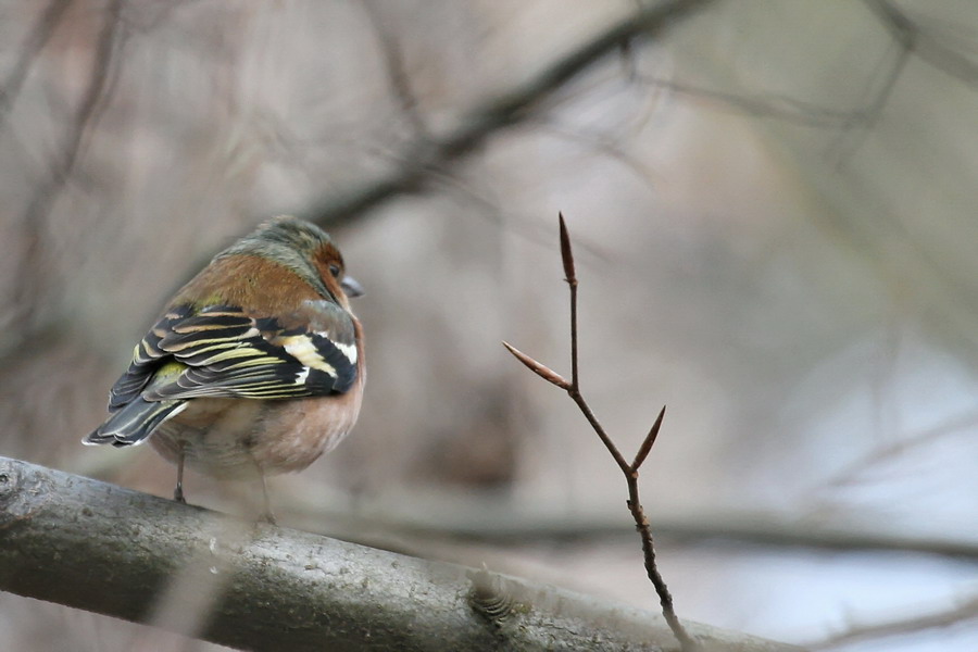 allein´ im Wald